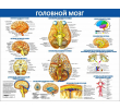 082_1300х1000 - головной мозг