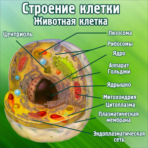 Стенд в кабинет биологии Строение клетки Животная клетка